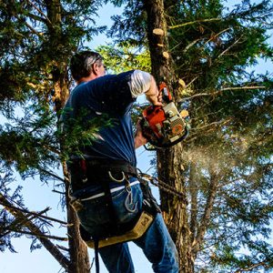 tree-lopping